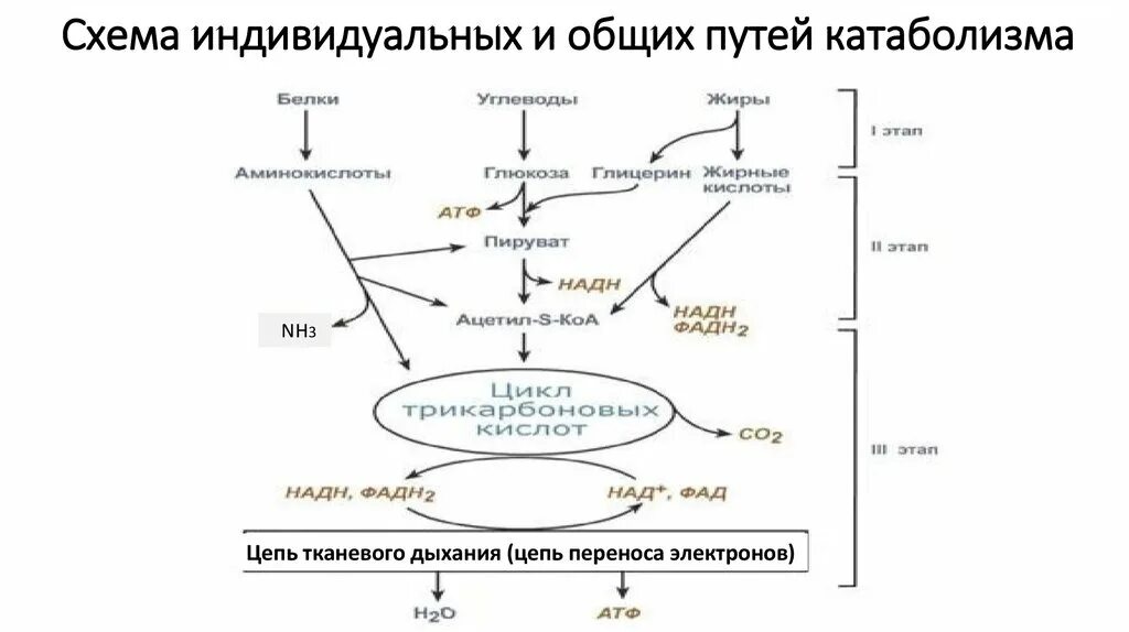 Схема путей катаболизма биохимия. Общая схема катаболизма биохимия. Общая схема катаболизм белков. Общий путь катаболизма биохимия схема.