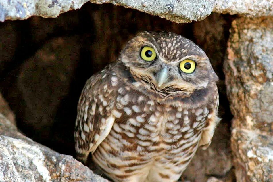 карликовый сыч. сова карликовый сыч. кроличий сыч совиные. кроличий сыч кроличий. сова кроличий сыч.