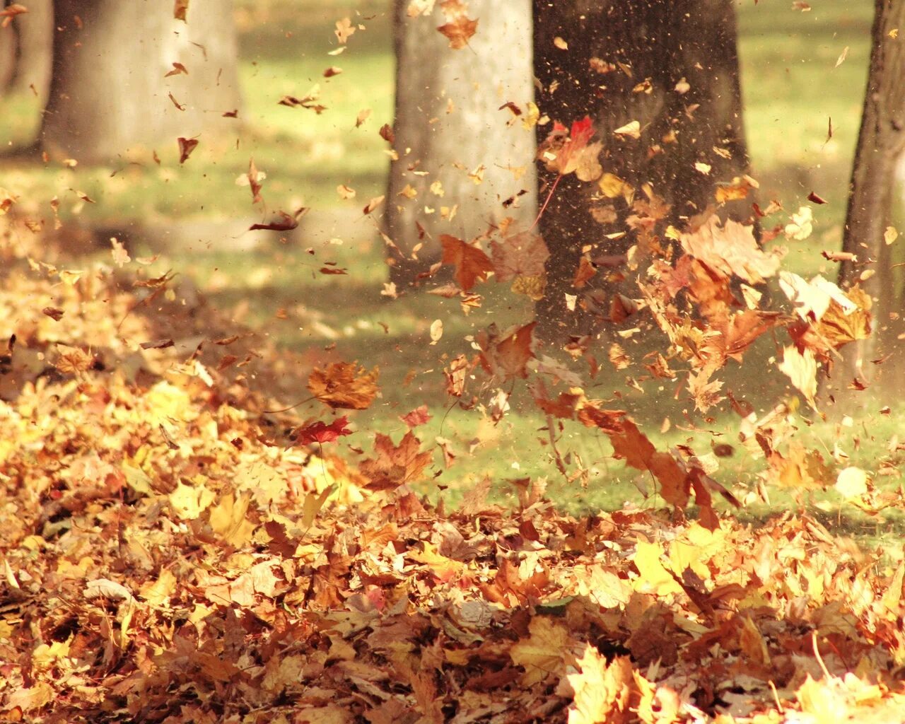 Легкий шелест листьев. Осень листопад. Осень ветер листья. Падающие листья. Осенние листья кружат.