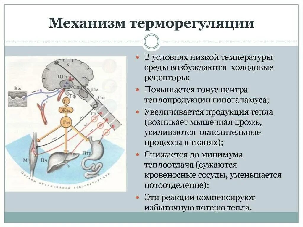 Механизмы теплопродукции физиология. Механизм теплопродукции схема. Механизмы теплопродукции. Механизмы теплоотдачи. Механизмы терморегуляции человека. Участвует в регуляции температуры тела