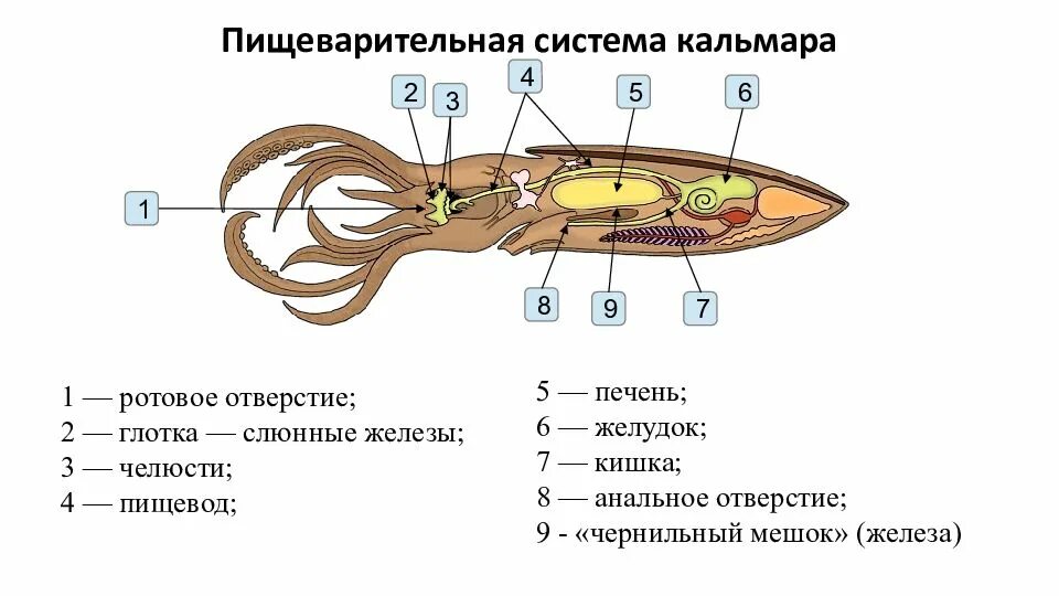 Класс головоногие выделительная система. Пищеварительная система головоногих. нервная система кальмара. пищеварительная система головоногих моллюсков. половая система кальмара.