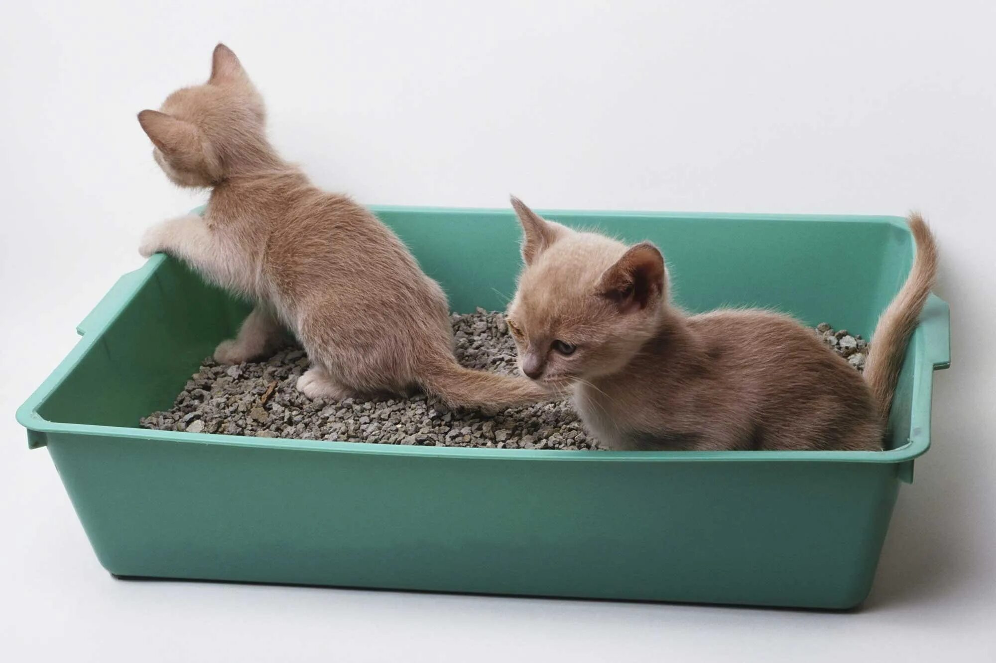 Как приучить кота кошку