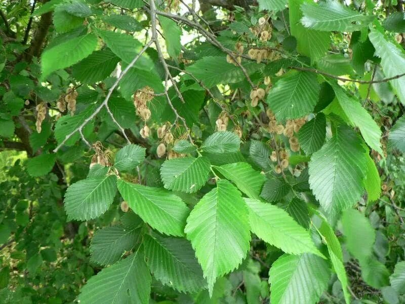 Карагач где. Вяз обыкновенный, гладкий (Ulmus laevis). Вяз Ильм обыкновенный. Ильм вяз дерево. Вяз гладкий Ulmus laevis Pall..