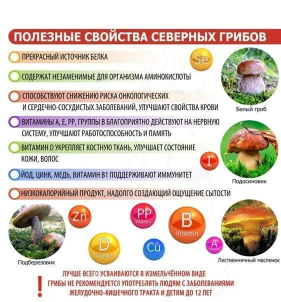 Грибы и здоровье человека