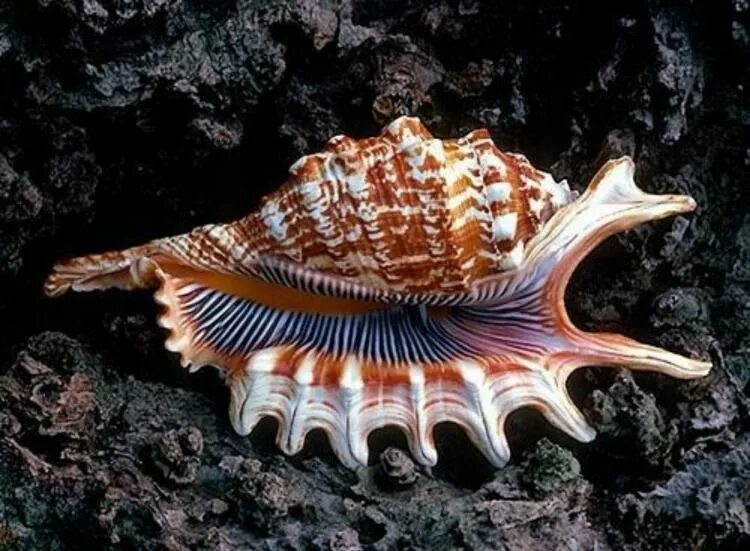 Раковина моллюска сканворд. Моллюск океанический Венус. Наутилус моллюск Реликт. Морская раковина тридакна. Морская Ракушка тридакна.