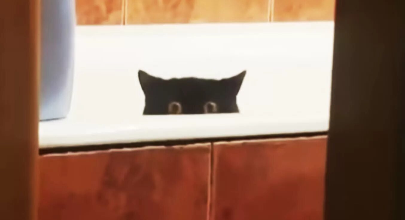 Кот в ванне. Котик спрятался. Спрятавшийся испуганный кот. Кот затаился. Почему прячутся в ванной