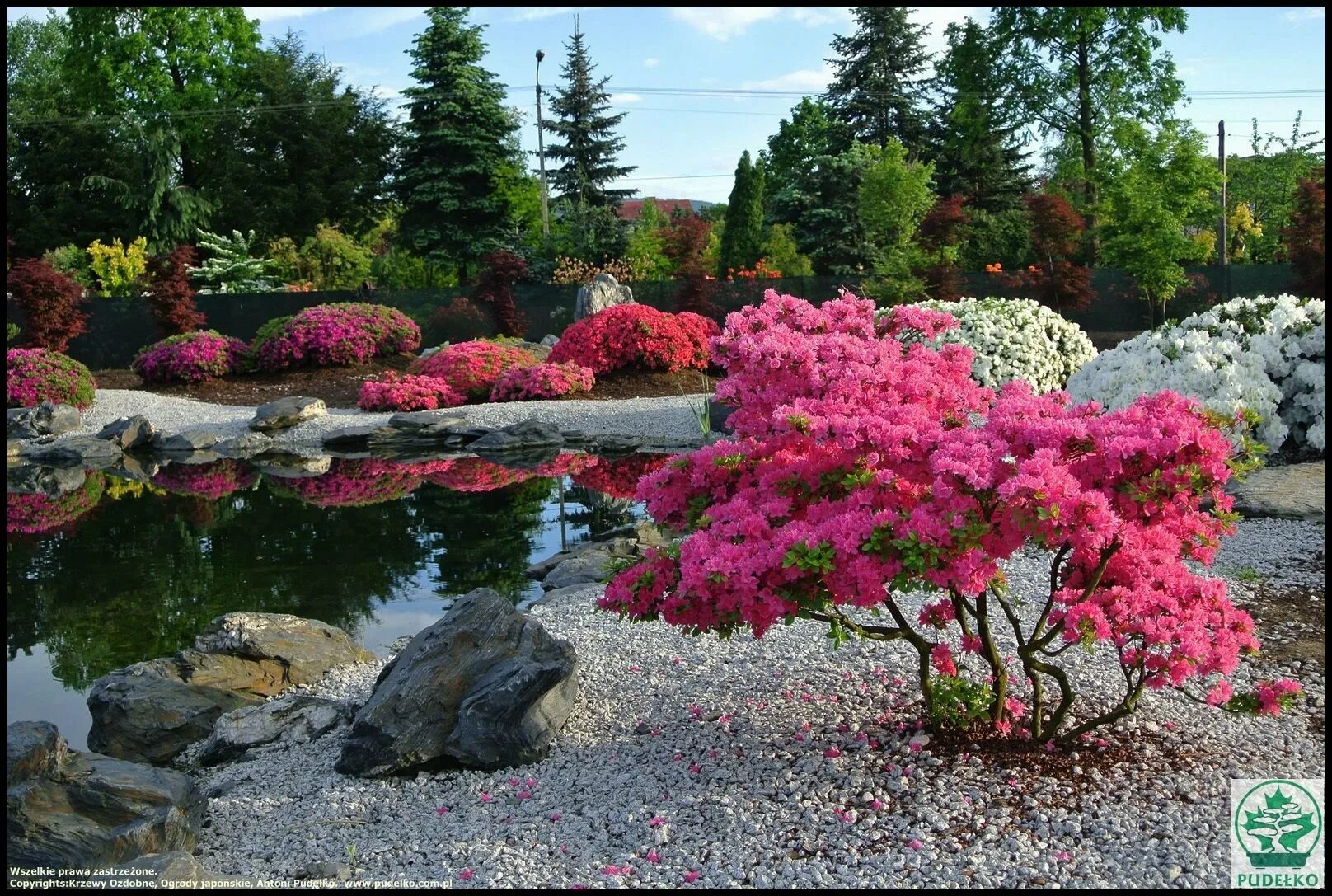 Фото красивых цветущих кустарников. Рододендрон садовый кустарник. Рододендрон и Барбарис. Декоративные кустарники рододендрон.