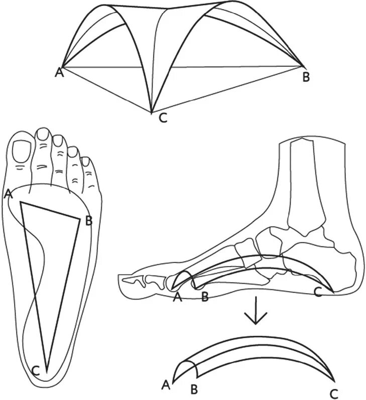 Свод функция. Опорный свод стопы. Своды стопы топографическая анатомия. Точка опоры поперечного свода стопы. Строение сводов стопы.
