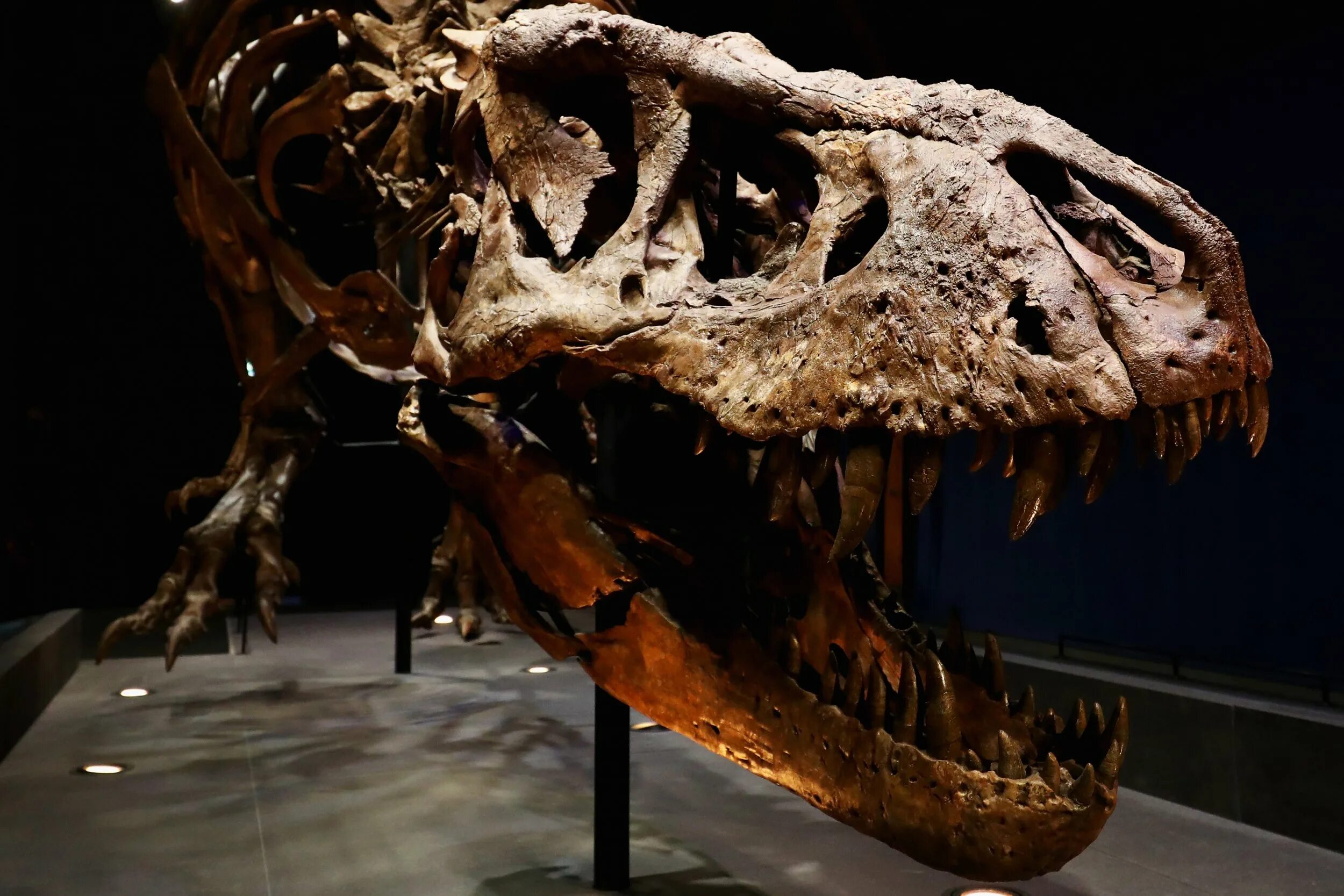 Когда создали динозавров. Кости динозавра Тираннозавр. Тираннозавр рекс останки. Музей динозавров Тираннозавр рекс. Тираннозавр рекс кости в музее.