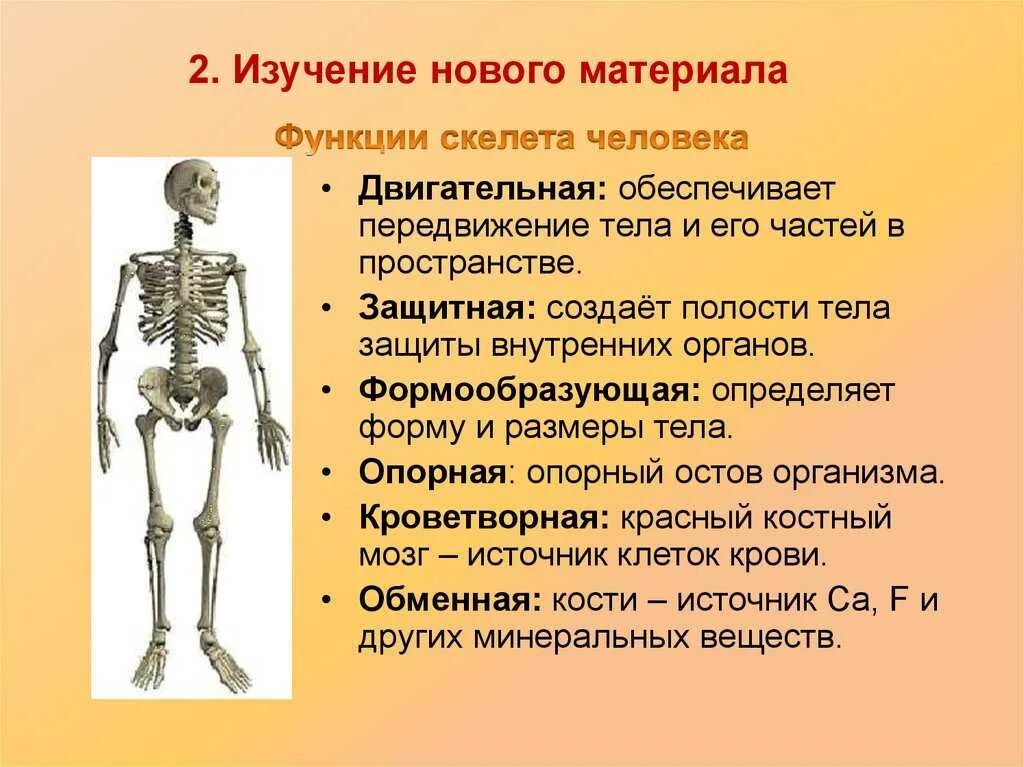 Изучение скелетов