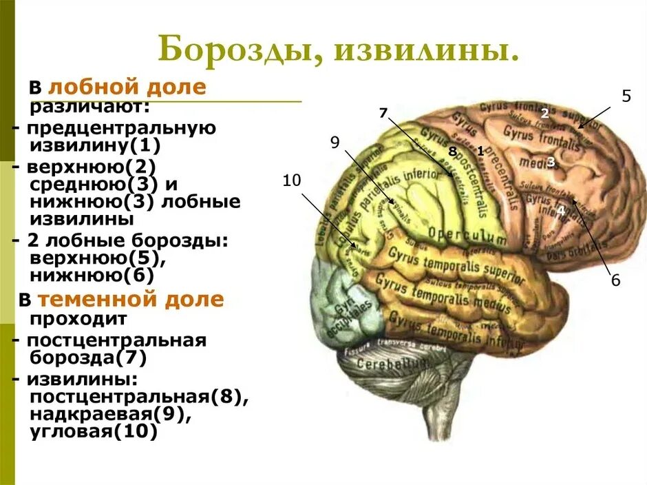 Затылочная область коры головного мозга. Анатомия коры головного мозга доли борозды извилины. Строение лобной доли конечного мозга. Борозды лобной доли. Конечный мозг доли борозды извилины.