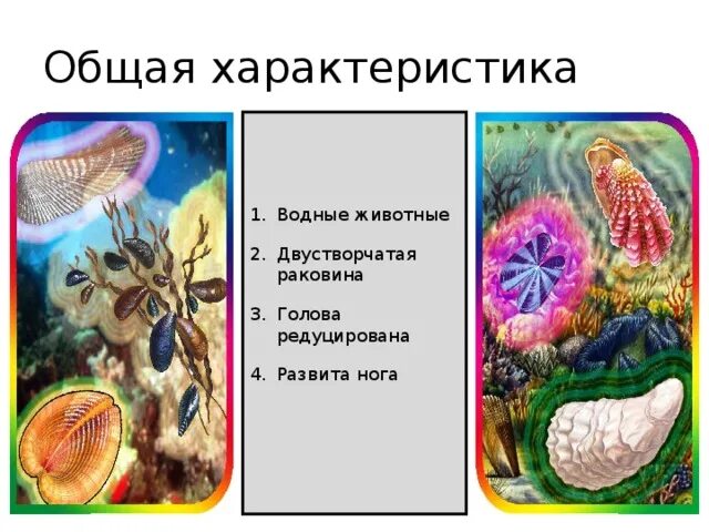 Среда обитания брюхоногих двустворчатых головоногих. Класс двустворчатые моллюски 7 класс биология таблица. Таблица брюхоногие двустворчатые головоногие 7 класс биология. Класс 7 биология моллюски таблица признаков. Сравнительная таблица брюхоногие двустворчатые головоногие.