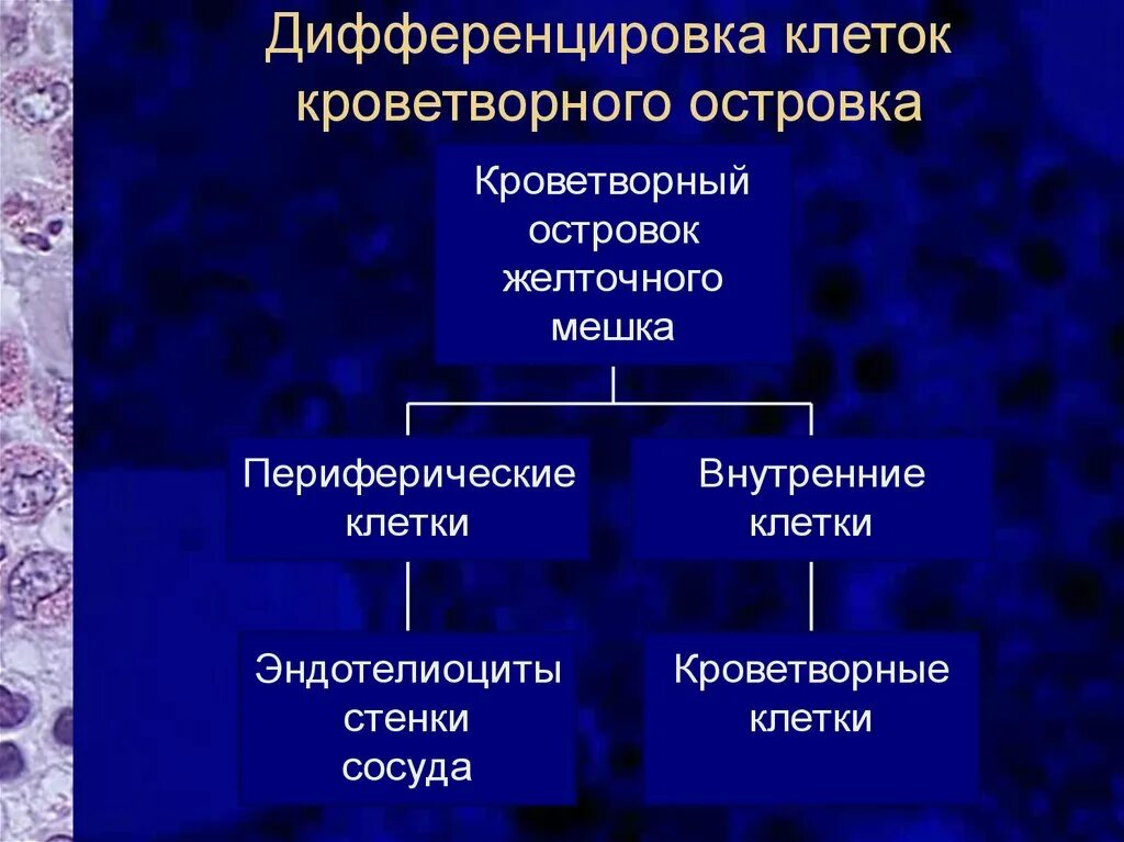 Дифференцировка клеток. Дифференцировка клеток примеры. Факторы дифференцировки клеток. Дифференцированное состояние клеток. Детерминация клеток