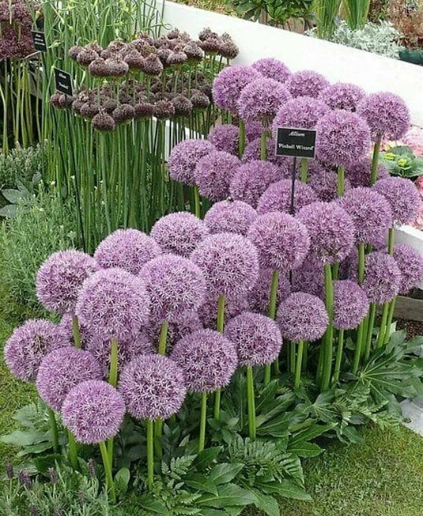 Лук афлатунский purple sensation. Декоративный лук из семян. Аллиум purple sensation. Декоративный лук из семян. Аллиум титан.