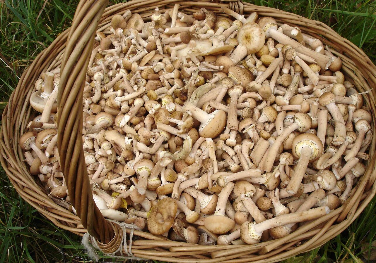 Белый гриб корень. Опята в Калужской области. Опята в Калужской области сейчас. Липовки грибы. Опята в корзинке.