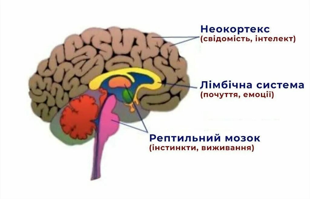 Неокортекс и лимбическая система. Рептильный мозг. Рептильный мозг человека. Неокортекс это простыми словами