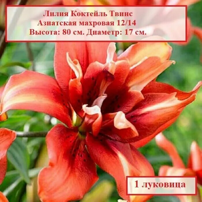 Луковица Лилия азиатская махровая Коктейль Твинс 2шт 373756 купить с доставкой в