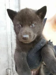 Волк 1 месяц