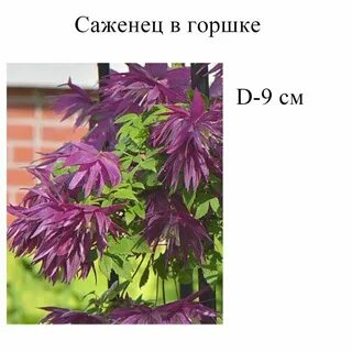 Княжик виолет сюрпрайз