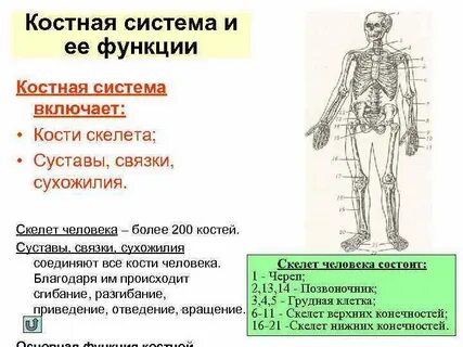 Роль костей в организме