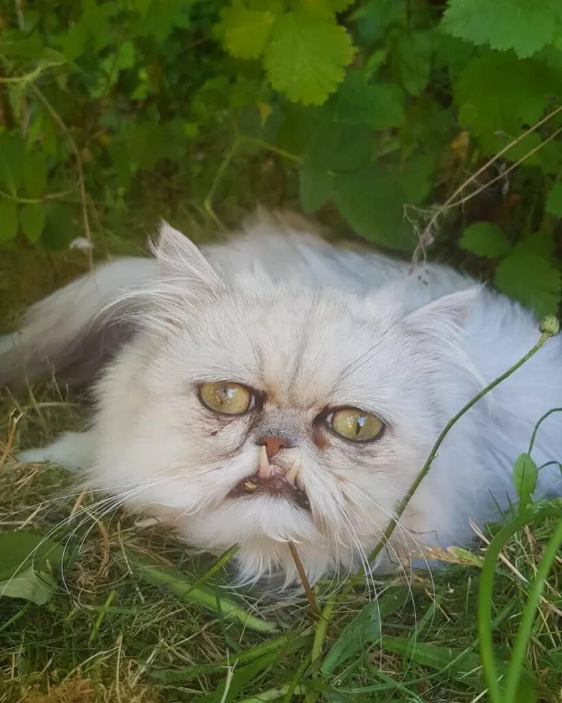 персидский кот и сфинкс. покажи страшных котиков. покажи страшных котиков. покажи страшных котиков. покажи страшных котиков.