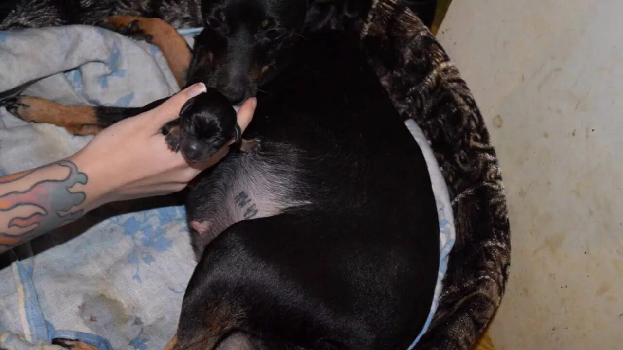 Цвергпинчер течка. Беременность цвергпинчера.