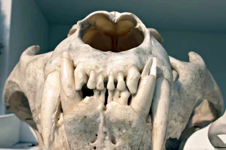 File:NMO Lion bones.jpg - Wikimedia Commons