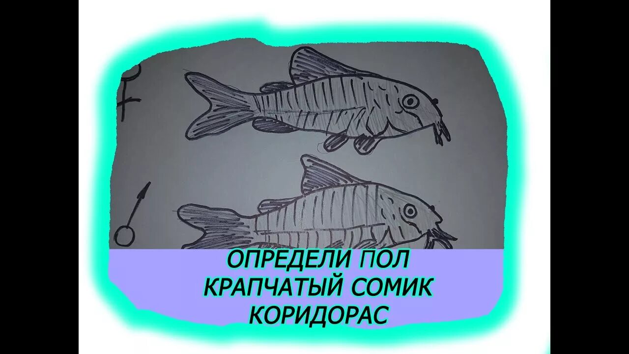Как отличить сомика самца