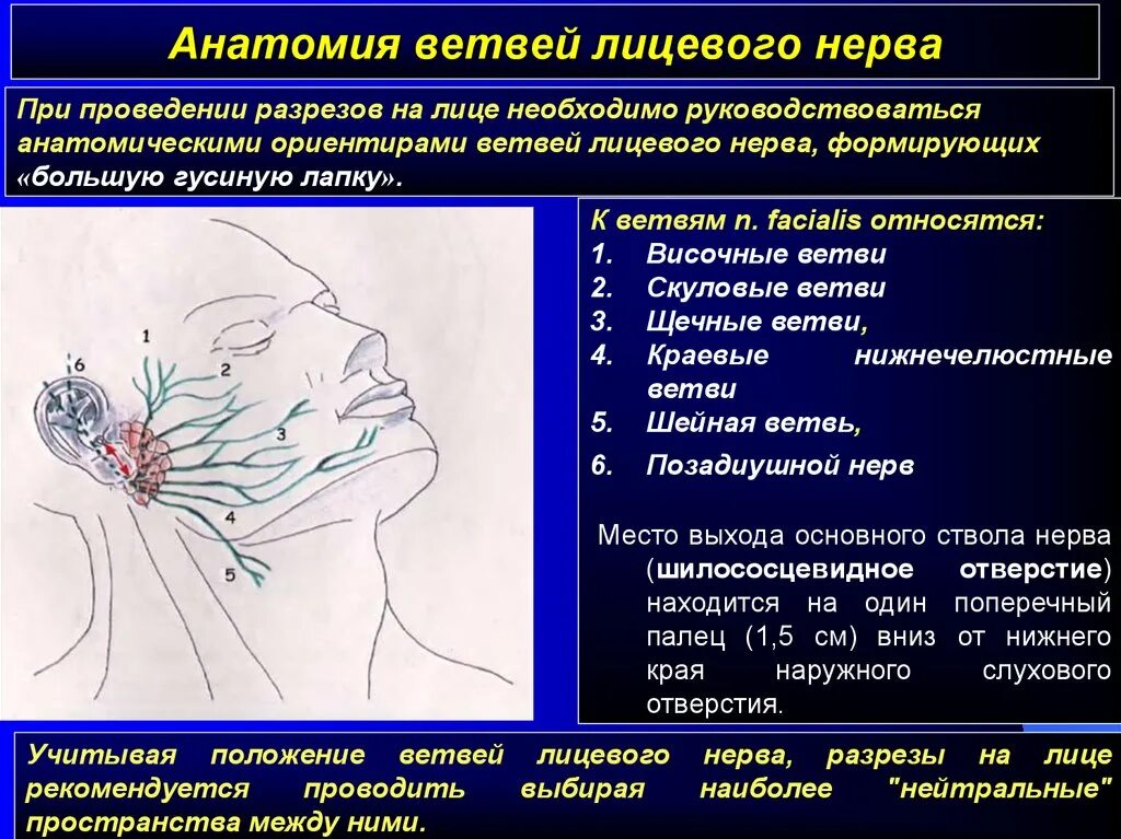 Лицевой нерв является. Схема иннервации лицевого нерва. Ветви лицевого нерва схема проекция. Место выхода лицевого нерва.