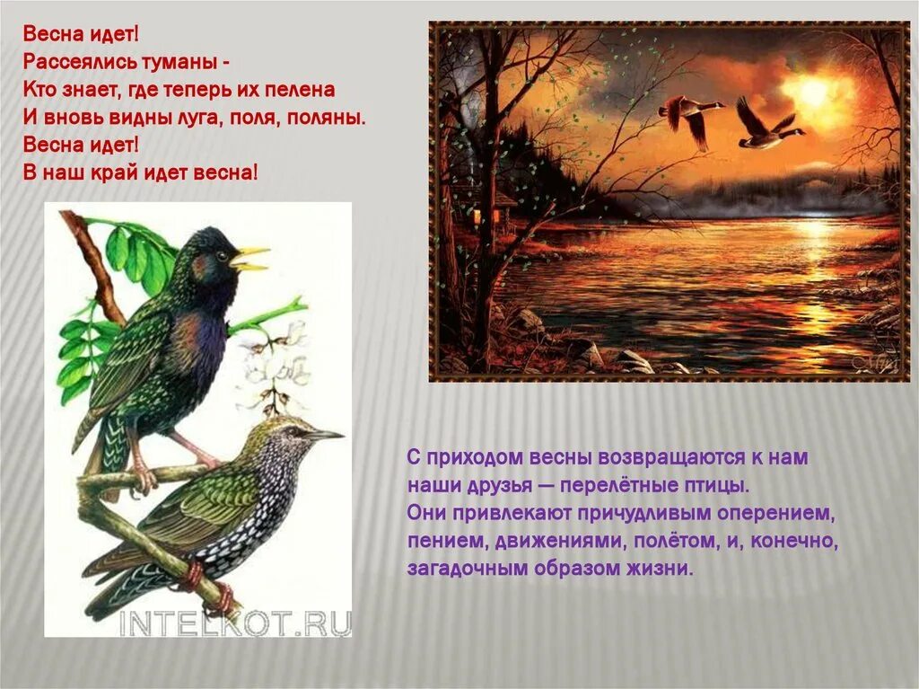 Птицы в жизни человека. Птицы в жизни человека и природы. Роль птиц в природе. Охрана птиц в природе. Многообразие и значение птиц в природе