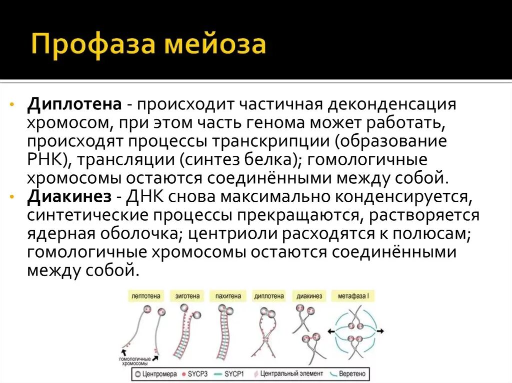 Мейоз транскрипция. Схема мейоза первое деление и второе деление. Мейоз транскрипция. Репликация в мейозе. Развитие половых клеток.