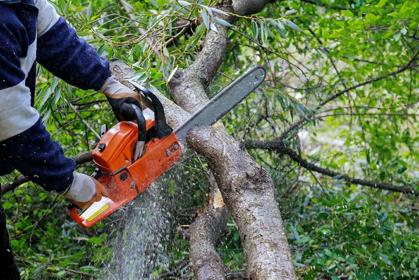 Cutting the trees. Cutting the trees