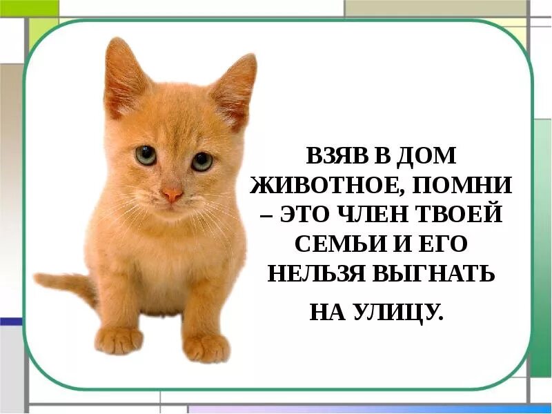 Нельзя гнать. Возьмите кошку домой. Котёнок ищет семью. Котята ищут дом. Кошка ищет дом картинки.