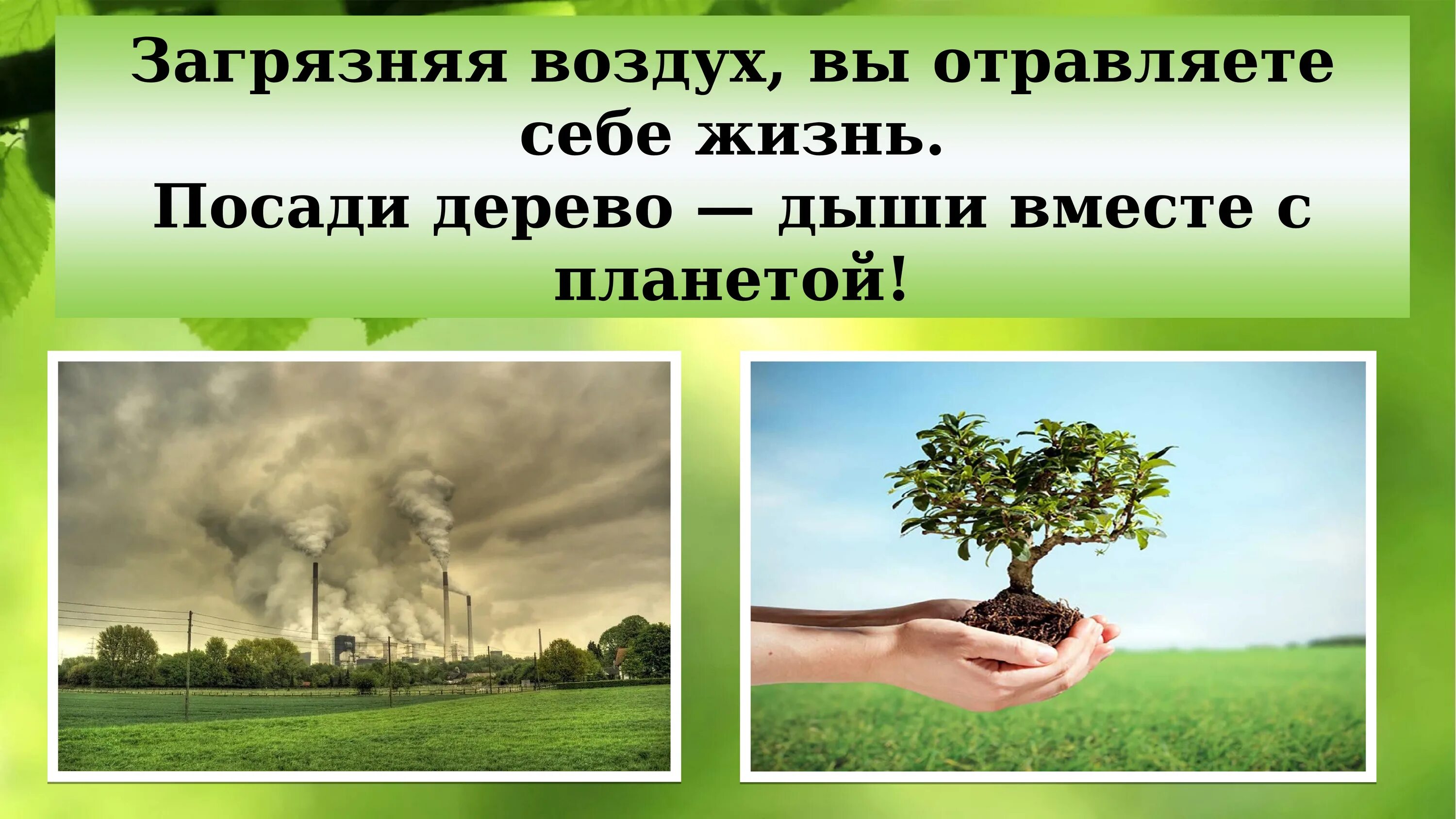 Слова посадке деревьев