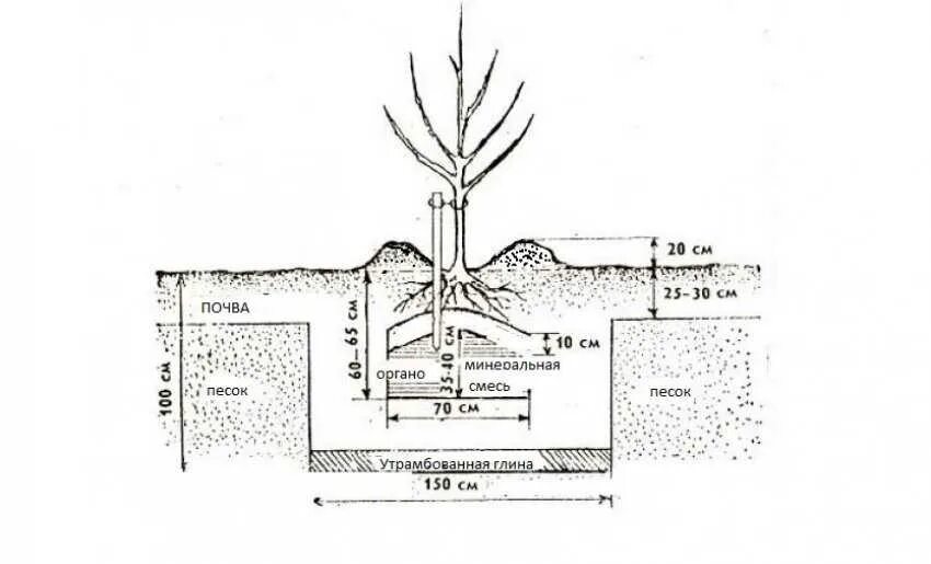 Какую почву любит слива. Схема посадки саженца яблони. Схема посадка саженца плодовых деревьев. Схема посадки саженцев яблони. Глубина посадки яблони схема.