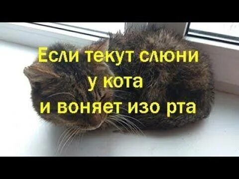 Кот пахнет что делать. У кота течет слюна изо рта.