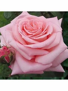 King rose