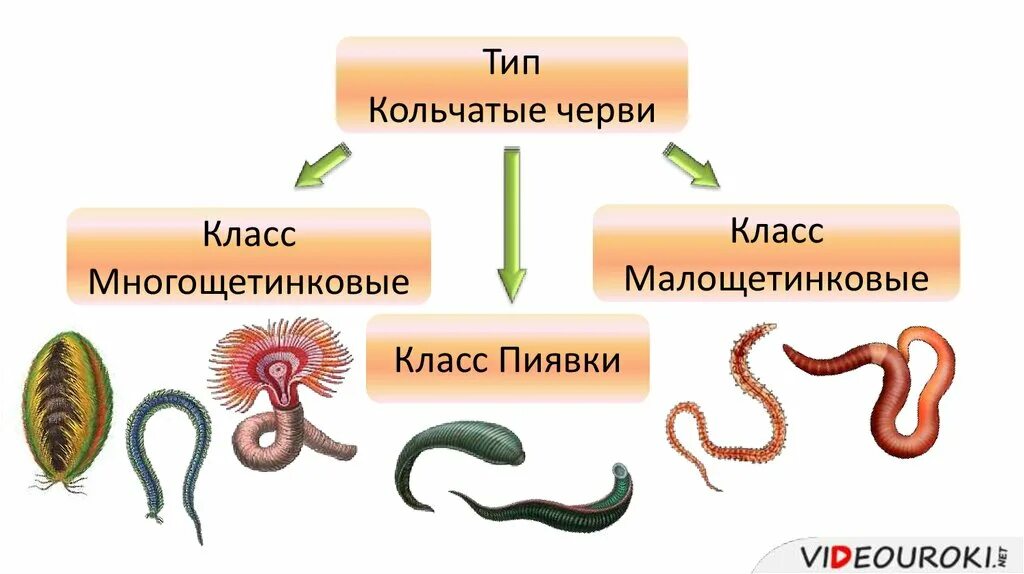 2 группы кольчатых червей. Строение кольчатых червей многообразие. Кольчатые черви черви представители. Тип кольчатые черви классы. Представители класса кольчатые черви.