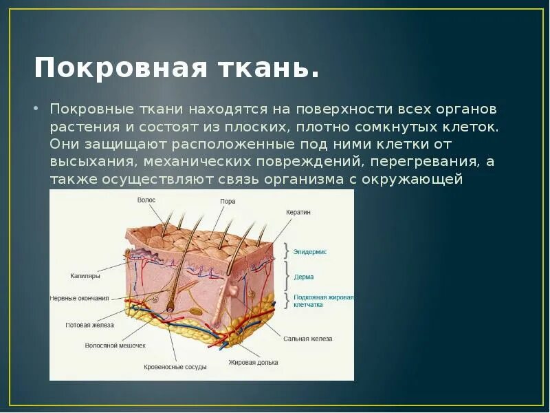 Покровная строение и функции. Покровная ткань. Строение покровной ткани. Форма покровной клетки. Строение покровной клетки.