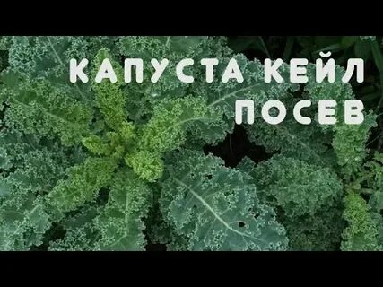Капуста кейла как готовить
