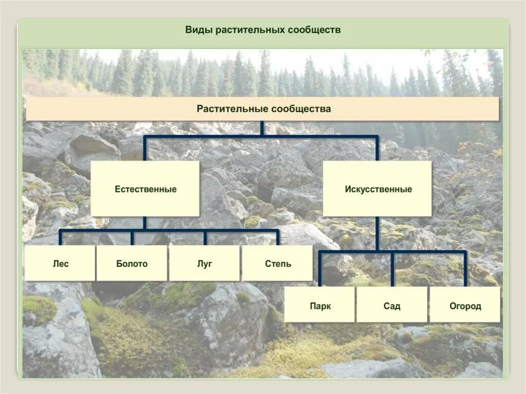 Виды сообществ. Типы растительных сообществ. растительные сообщества схема. разновидность сообщества растений. виды растительных сообществ схема.