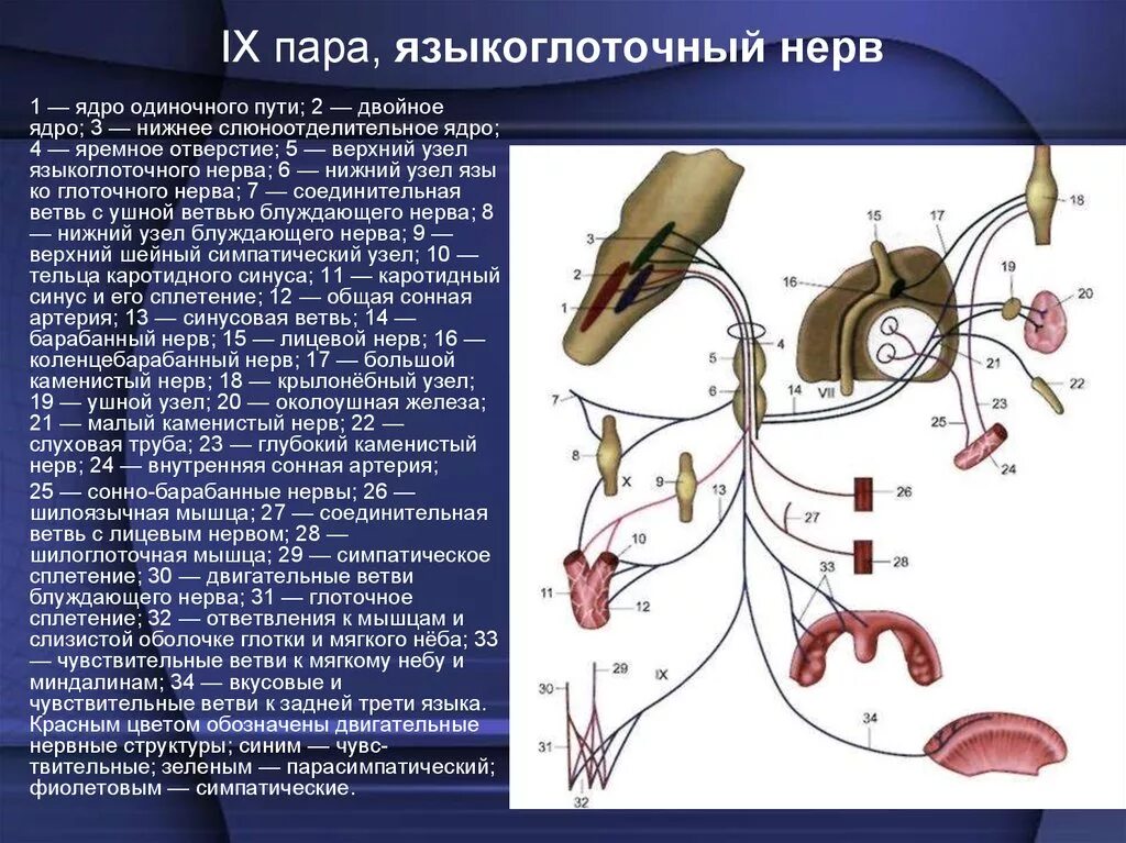 Узлы черепных нервов. Ветви 9 пары черепных нервов. IX пара черепных нервов. IX пара черепно-мозговых нервов. IX пара черепных нервов ветви.