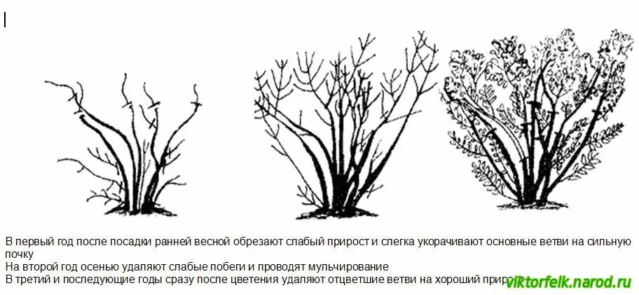 Обрезка лапчатки кустарниковой осенью под зиму. Обрезка лапчатки кустарниковой осенью под зиму