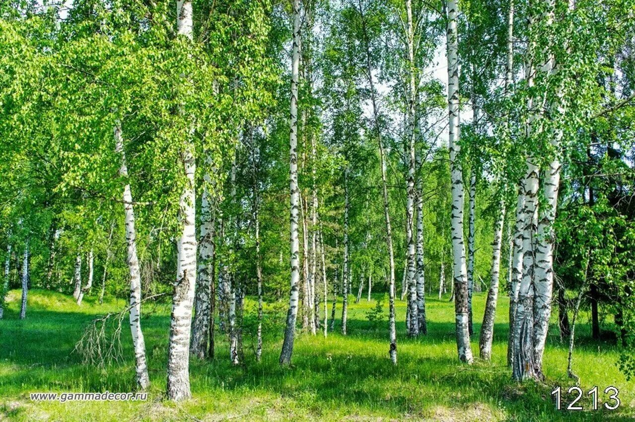 Березовая роща определение. Березовая роща. Березовая роща Полевской. Березовая роща 38а. Берёзовая роща 3 Березки.