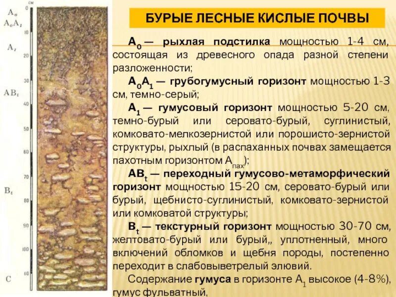 Бурый медведь описание. Изображение медведя. Бром цвет. А б бурый. Медведь гризли и бурый медведь.