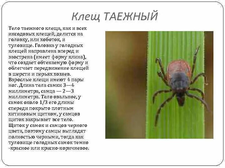 таежный клещ кратко. таежный клещ атлас определитель 2 класс. таежный клещ 2 класс. атлас-определитель от земли до неба 2 класс окружающий таежный клещ. атлас-определитель окружающий мир 2 таежный клещ.