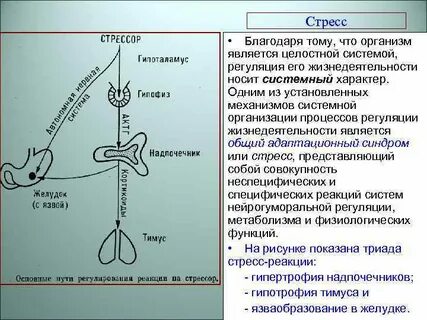 Регуляция стрессов