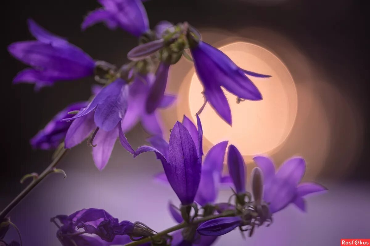 цветок "колокольчик". цветок "колокольчик". цветок "колокольчик". колокольчик малиновый звон. колокольчики ночью.