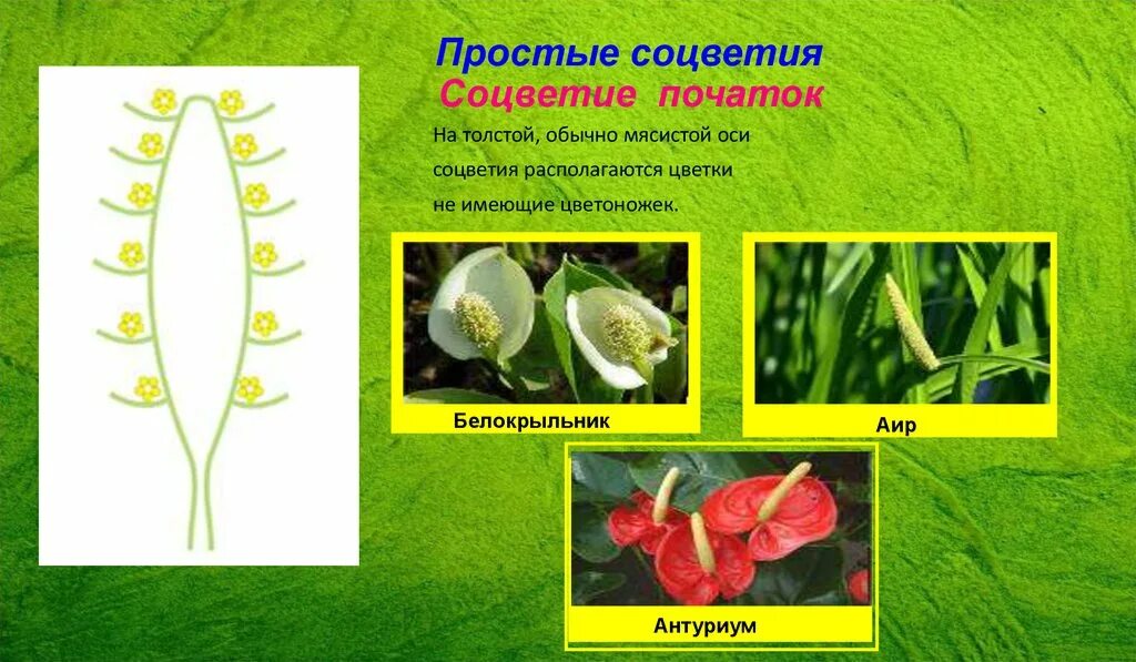 Простой початок. Простые соцветия початок. Растения с соцветием початок. Цветы с соцветием початок. Соцветие початок примеры.