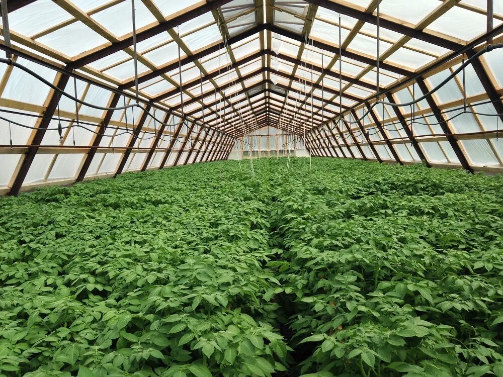 агрофирма закупает куриные яйца. комбайн кама. картофель кримм 500г. агрофирма закупает куриные. агрофирма 85 65 80.